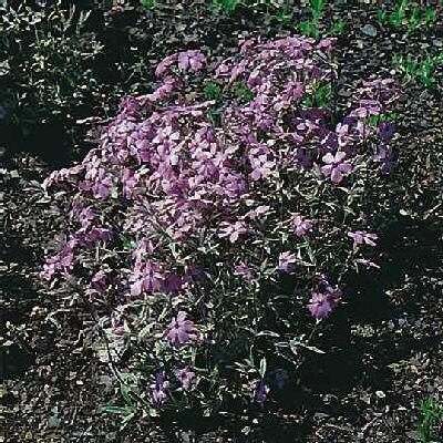 phlox procumbens v