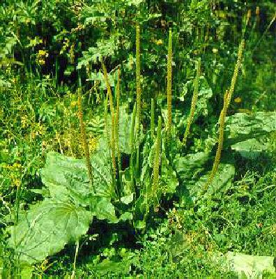 plantago major