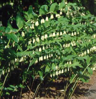 polygonatum hybridum weihenstephan