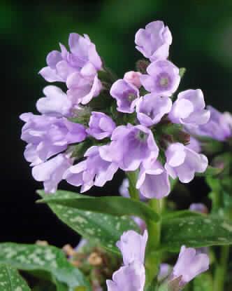 pulmonaria roy davidson