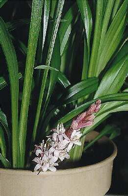 reineckea carnea