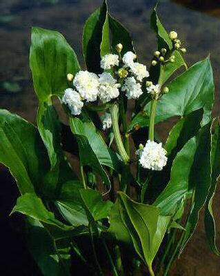 sagittaia sagittifolia flore pleno