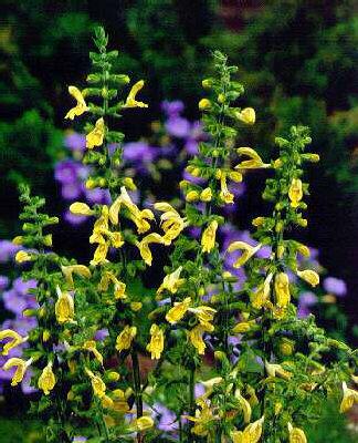 salvia glutinosa