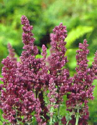 salvia nemorosa plumosa