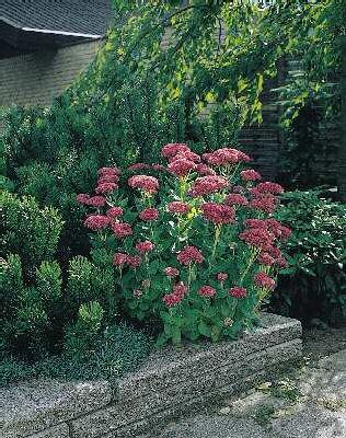 sedum spectabile carmen