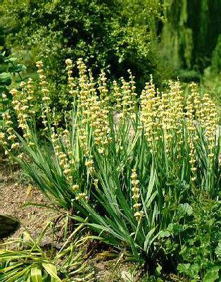 sisyrinchium stria