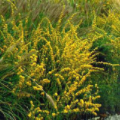 solidago virgaurea