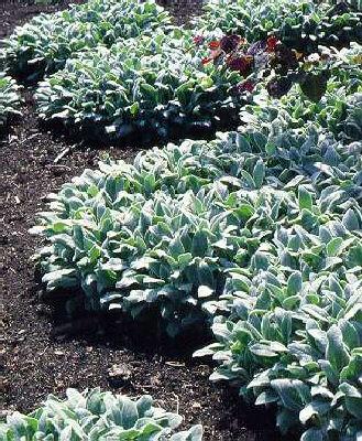 stachys byzantina silver carpet