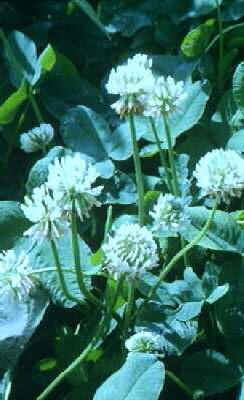 trifolium repens