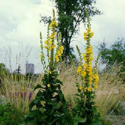 verbascum bombciferum