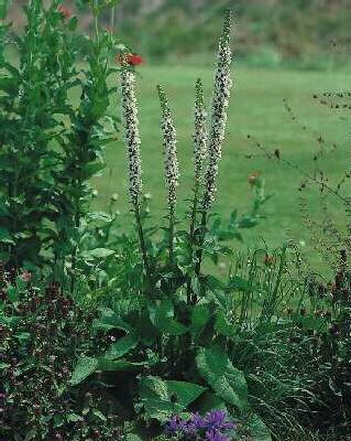 verbascum chaixii