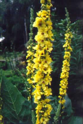 verbascum nigrum