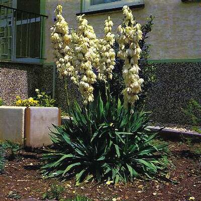 yucca flaccida